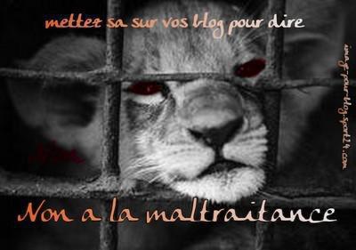 Non a la maltraitance des animaux